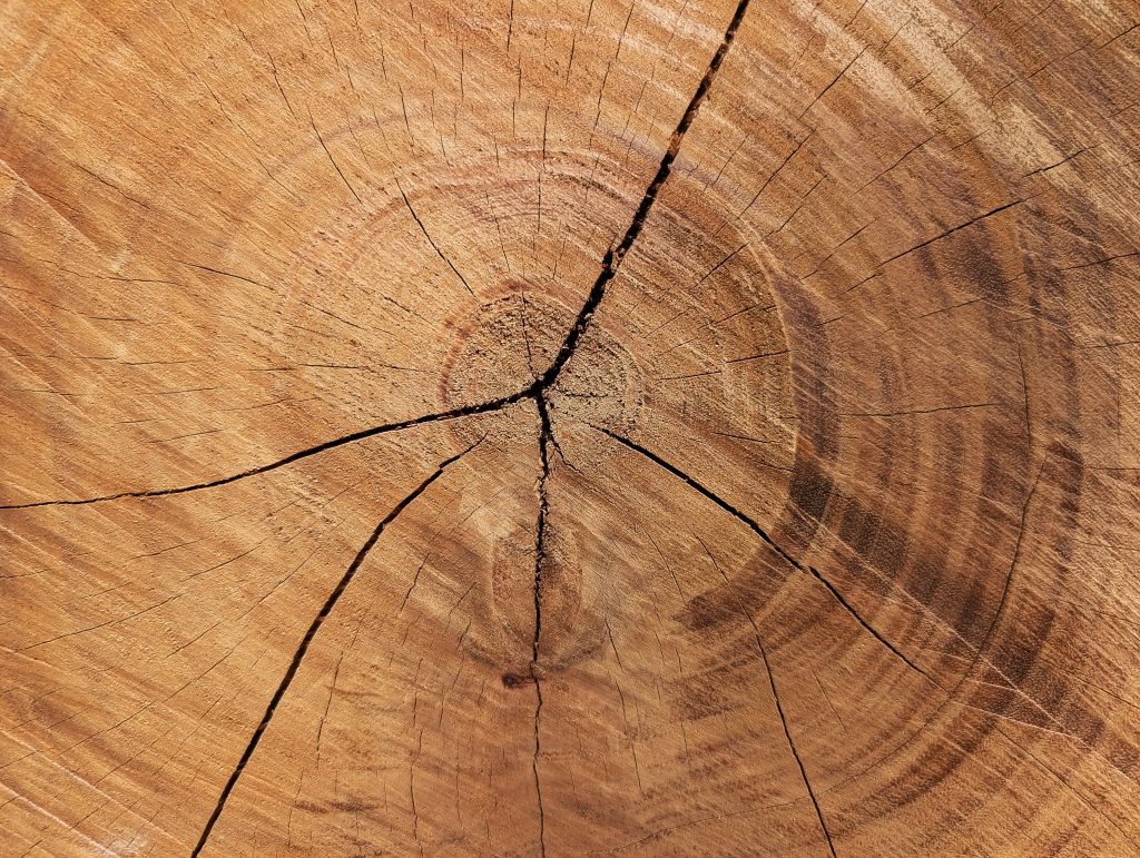 Anneaux de croissance d'un tronc d'arbre, mémoire du corps en médecine chinoise